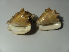Madreperla conchiglia tenuta usato  Como
