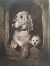 Landseer print c1901 for sale  TORRINGTON