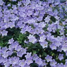 Campanula yvonne plug for sale  LONDON