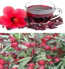 African mallow seeds for sale  BROCKENHURST