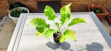 Organic ewiger khol for sale  HYDE