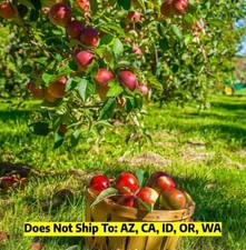 Winesap apple tree for sale  Fort Mill