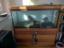240 liter fish for sale 240 liter fish for sale  EDINBURGH