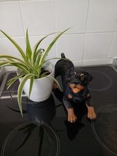 Rottweiler large resin for sale  GREAT YARMOUTH