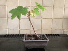 Sycamore tree bonsai for sale  LEAMINGTON SPA