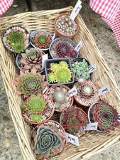 Mixed colourful sempervivum for sale  MALPAS
