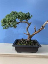 juniper tree for sale  DRIFFIELD