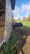 Horseware irland rambo gebraucht kaufen  Windeck