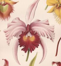 Orchids 1899 antique for sale  Manville