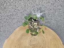 Hoya mini papua gebraucht kaufen  Zell unter Aichelberg