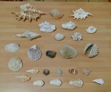 Lotto conchiglie vintage usato Lotto conchiglie vintage usato  Ferrara