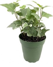 Variegated english ivy for sale  USA