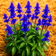 200 blue sage for sale  Greenville