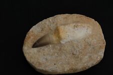 Mosasaur dinosaur fossil for sale Mosasaur dinosaur fossil for sale  BOLTON