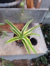 Agave victoriae reginae d'occasion  Pau
