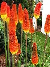 Red hot poker for sale  STRABANE