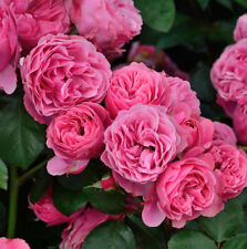 rose malen gebraucht kaufen rose malen gebraucht kaufen Bad Zwischenahn