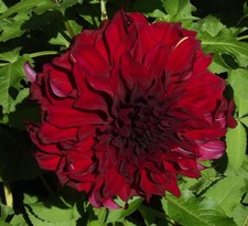 Ausverkauf dahlien dahlia gebraucht kaufen  Erfurt