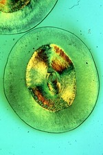 Slide de microscópio antigo por Norman. T.S. "Walrus Whiskers". Polariscópio. comprar usado  Enviando para Brazil