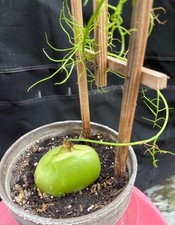 Bowiea volubilis sea for sale  Rochester