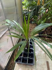 plant palm trees for sale plant palm trees for sale Port Saint Lucie