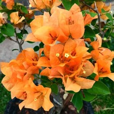 Buganville bougainvillea piant usato  Valmacca