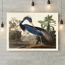Louisiana heron bird for sale  PLYMOUTH