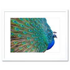 Photo pretty peacock for sale Photo pretty peacock for sale  EDINBURGH