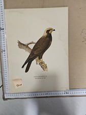 Stampa antica primi usato  Viterbo