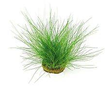 Eleocharis acicularis topf gebraucht kaufen  Püttlingen