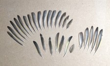 Green finch feathers for sale  HALESOWEN