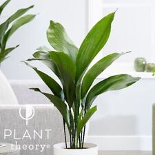 55cm aspidistra elatior for sale  UK