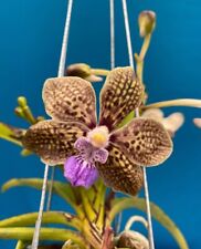 Vanda tessellata sandra for sale  San Francisco