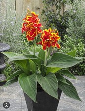 Red golden flame for sale  Mobile