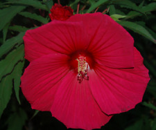 Hibiscus moscheutos rosso usato  Italia