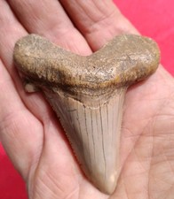 Megalodon sharks tooth for sale  Lancaster