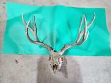 Mule deer deadhead for sale  Hinton