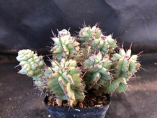 Euphorbia horrida monster usato  Massafra