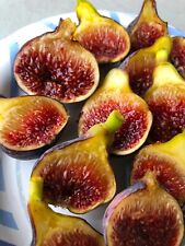 Fig tree fignomenal for sale  Fresno