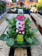 Pack mix bellis for sale  LARGS