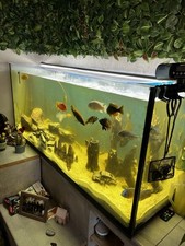Aquarium becken zubehör gebraucht kaufen  Rotenburg a. d. Fulda