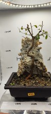 Chinese elm bonsai for sale Chinese elm bonsai for sale  LIVERPOOL