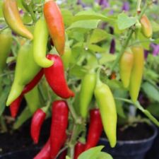 Dwarf pepper hot for sale  SALISBURY