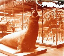 Phoque cerf animal d'occasion  Paris V