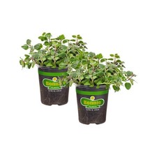 Oz. greek oregano for sale  Kew Gardens