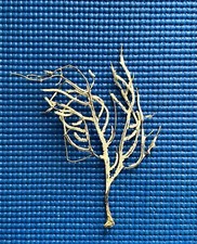 Genuine natural gorgonian for sale  BOURNEMOUTH