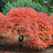 tree slice 40cm for sale tree slice 40cm for sale UK