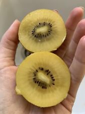 Golden kiwi fruit for sale  Copperas Cove