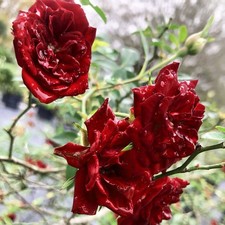 Red cascade root for sale  Wauchula