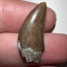 Nanotyrannus fossil dinosaur for sale  Wimauma